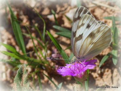 P8177166 Checkered White