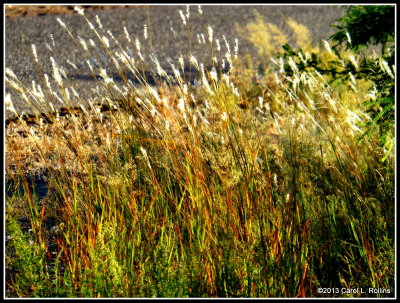 Grasses in the Setting Sun