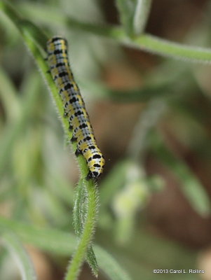 Caterpillar