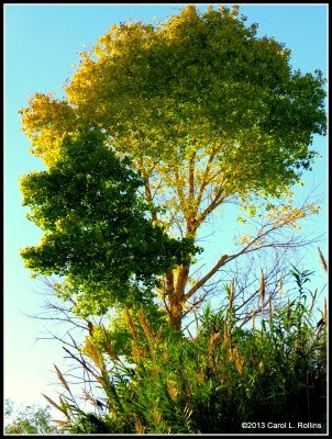 Tree, Grasses and Sunlight