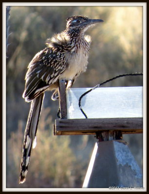 My Friend The Roadrunner