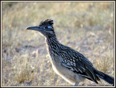 IMG_1562 Roadrunner