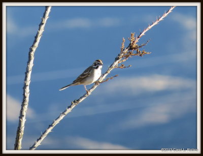 Lark Sparrow on Ocotillo