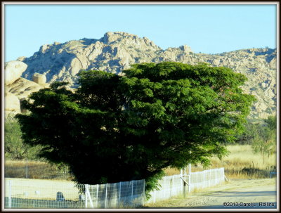 One of My Favorite Trees