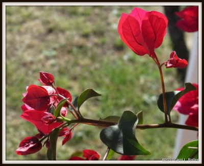 Bougainvillea