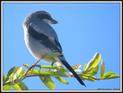 Shrike