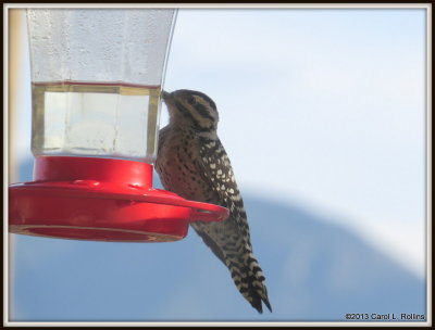 Ladder-backed Woodpecker (3 of 3)