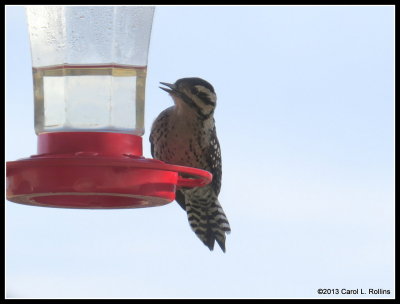 Ladder-backed Woodpecker (2 of 3)