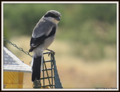 Loggerhead Shrike