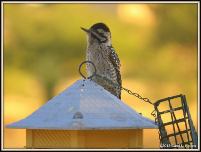 Ladder-backed Woodpecker