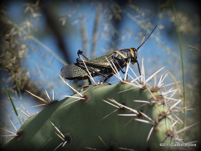 Horse Lubber Grasshopper