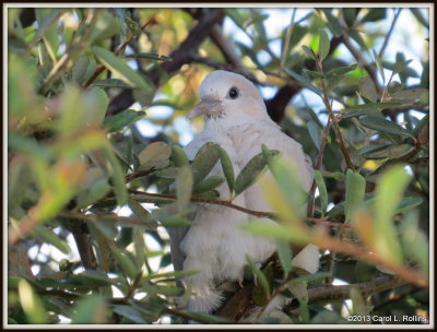 Eurasian Collared Dove