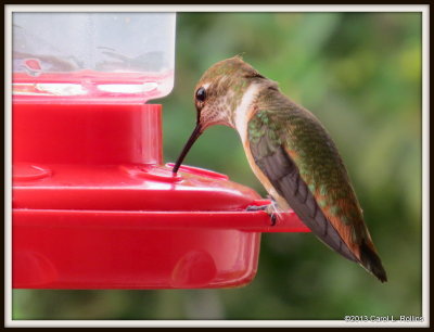 Rufous/Allen's Hummingbird