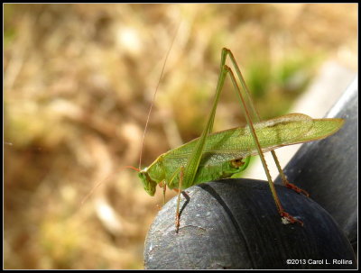 A Katydid
