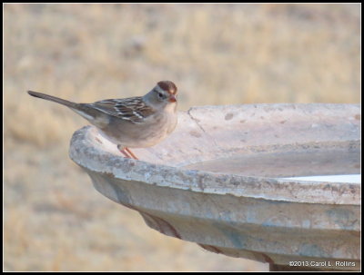 White-crowned Sparrow