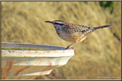 Cactus Wren