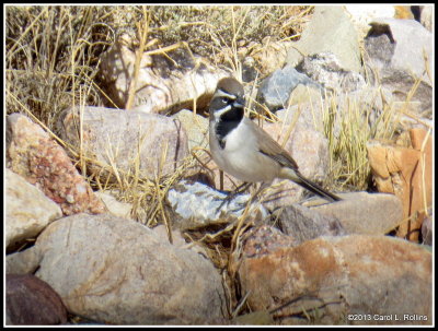 Black-throated Sparrow