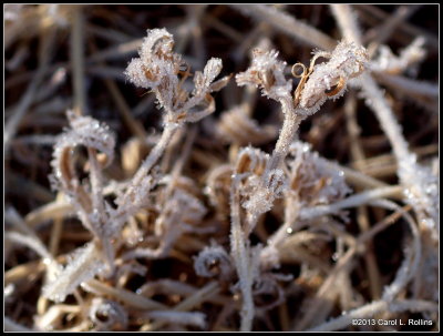 Frost 2