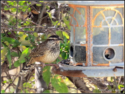 Cactus Wren