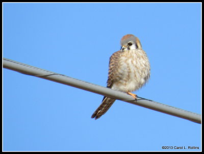 Kestrel