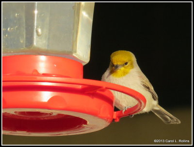 A Sweet Little Verdin