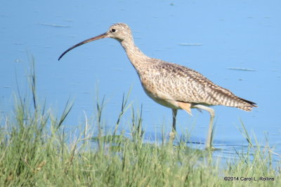Long-billed Curlew 4908