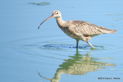 Long-billed Curlew 4925