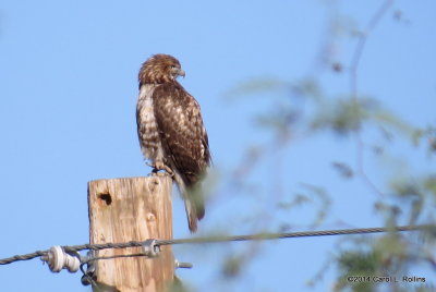 Red-tailed Hawk 5100