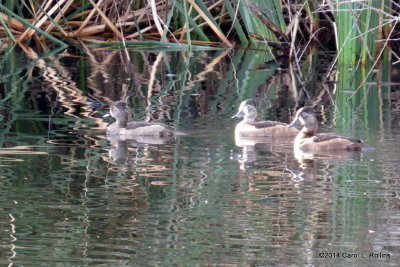 Ring- necked Ducks 5137