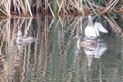 Ring-necked Ducks 5139