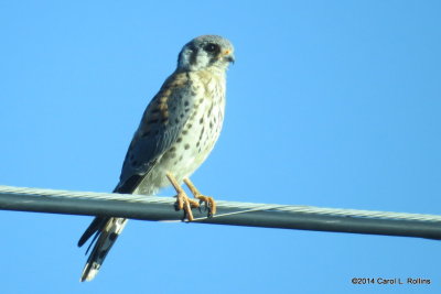 American Kestrel 5195