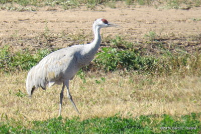 Sandhill Crane 5296