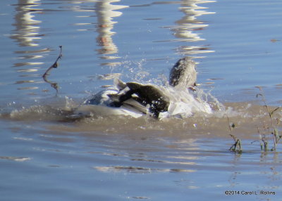Splashing Goose 5403