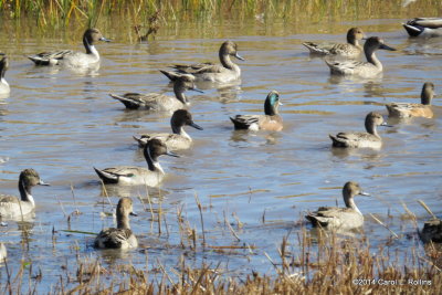 Northern Pintails 5328