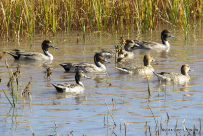 Northern Pintails 5331