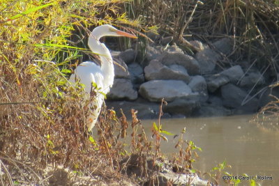  Great Egret 5476