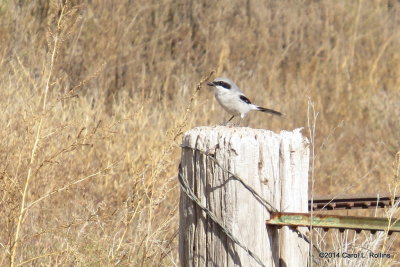 Loggerhead Shrike 5833