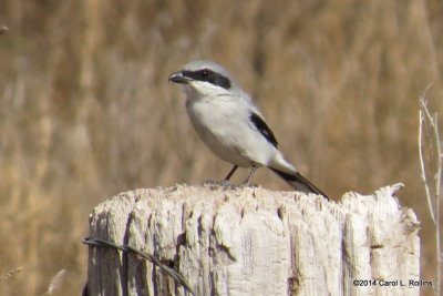 Loggerhead Shrike 5840