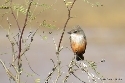 Vermilion Flycatcher (juvenile) 5892