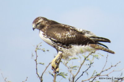 Red-tailed Hawk 6072