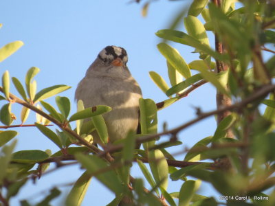 White-crowned Sparrow 6157