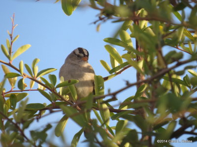 White-crowned Sparrow 6156