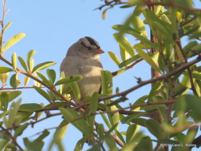 White-crowned Sparrow 6154