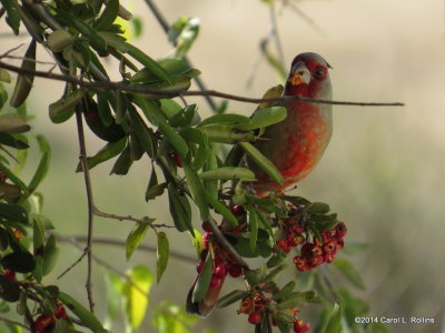 Pyrrhuloxia 6162