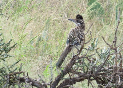 Greater Roadrunner 4705