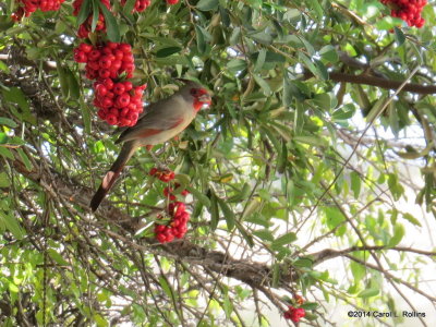 Pyrrhuloxia 6165