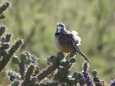 Cactus Wren 6174