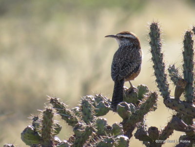 Cactus Wren 6176