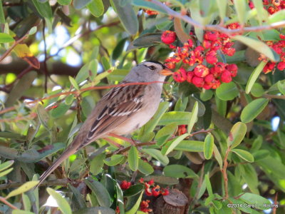 White-Crowned Sparrow 6179
