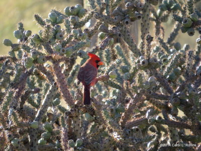 Northern Cardinal 6212